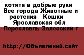 котята в добрые руки - Все города Животные и растения » Кошки   . Ярославская обл.,Переславль-Залесский г.